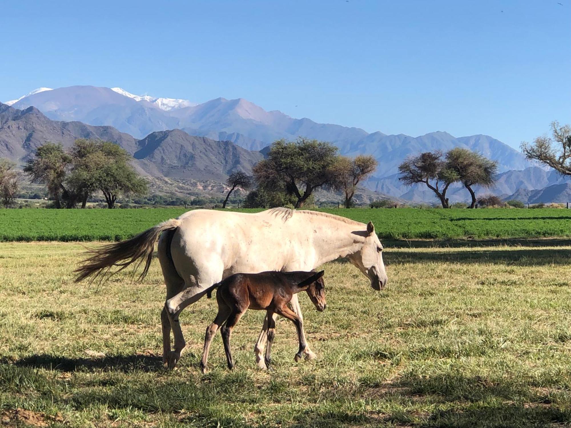 Estancia Banda Grande - Horse & Hiking Safaris Molinos Exterior photo