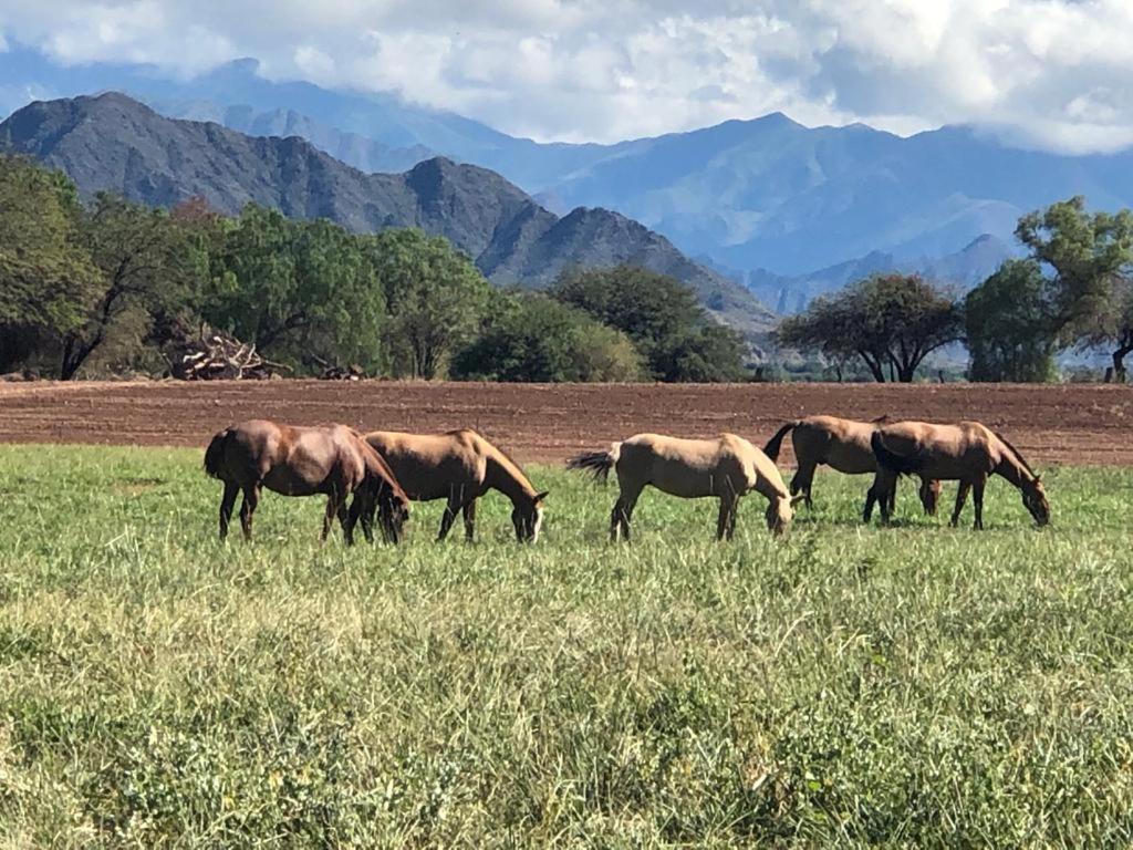 Estancia Banda Grande - Horse & Hiking Safaris Molinos Exterior photo